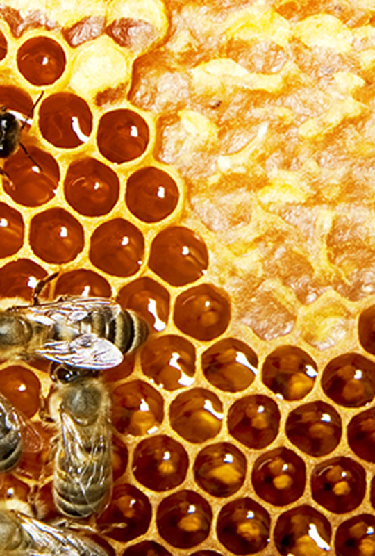 Halyan Honey